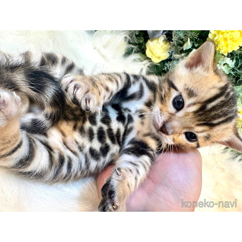 販売中の愛媛県のベンガル-123896の9枚目